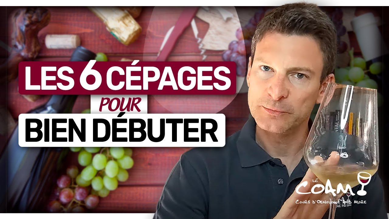 6 Cépages À Connaître ABSOLUMENT Pour Débuter Dans Le Vin