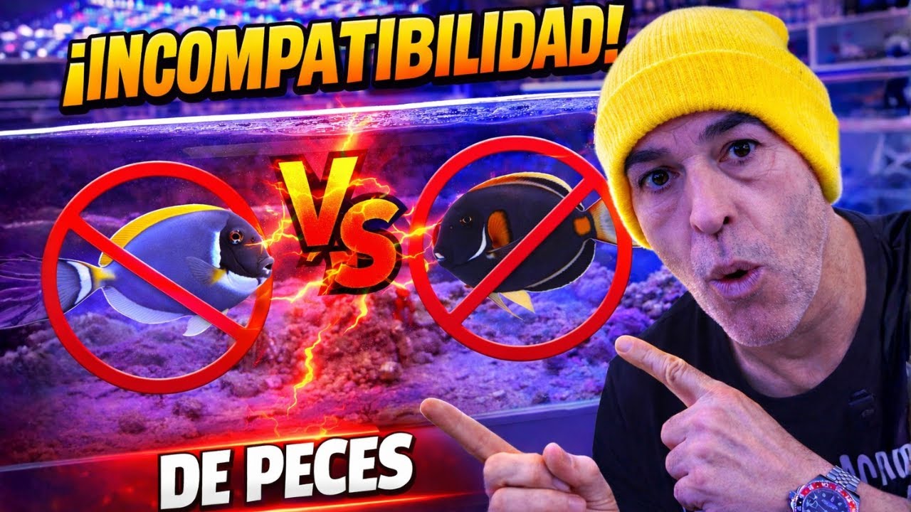 🚫 NO los mezcles en tu acuario marino (TE VAS A COSTAR CARO)