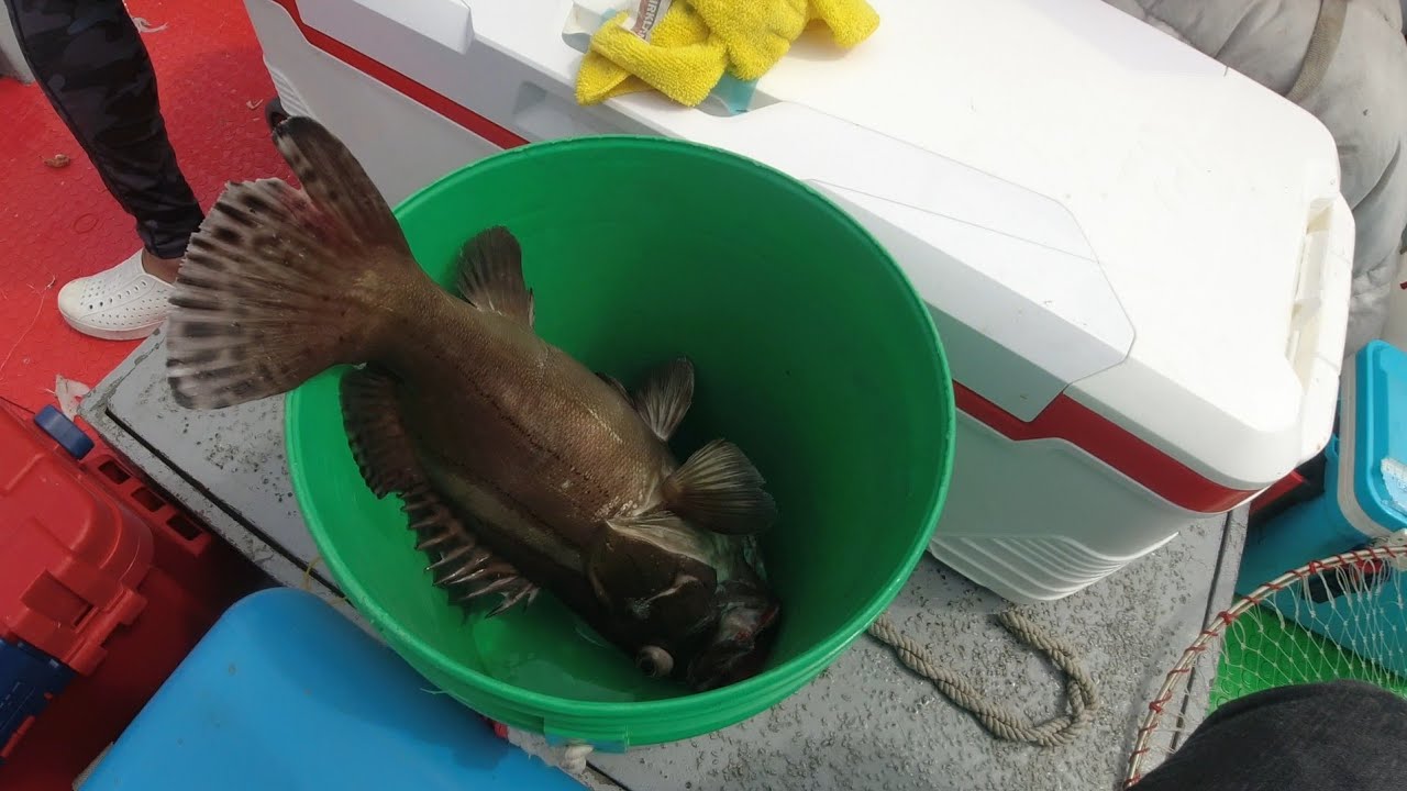 [胖咪] 第一次船釣 釣獲上萬塊魚貨下集／ 從0開始學船釣／ 釣組介紹／ 裝備介紹／ 海船船介紹！！！ #黑大目魚 #加納魚 #炎光魚 #黃雞魚 #石斑魚