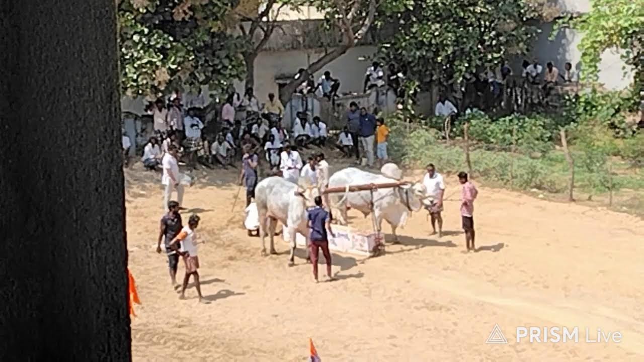 కడప జిల్లా సేద్యపు ఎద్దుల విభాగంలో 4వ జత