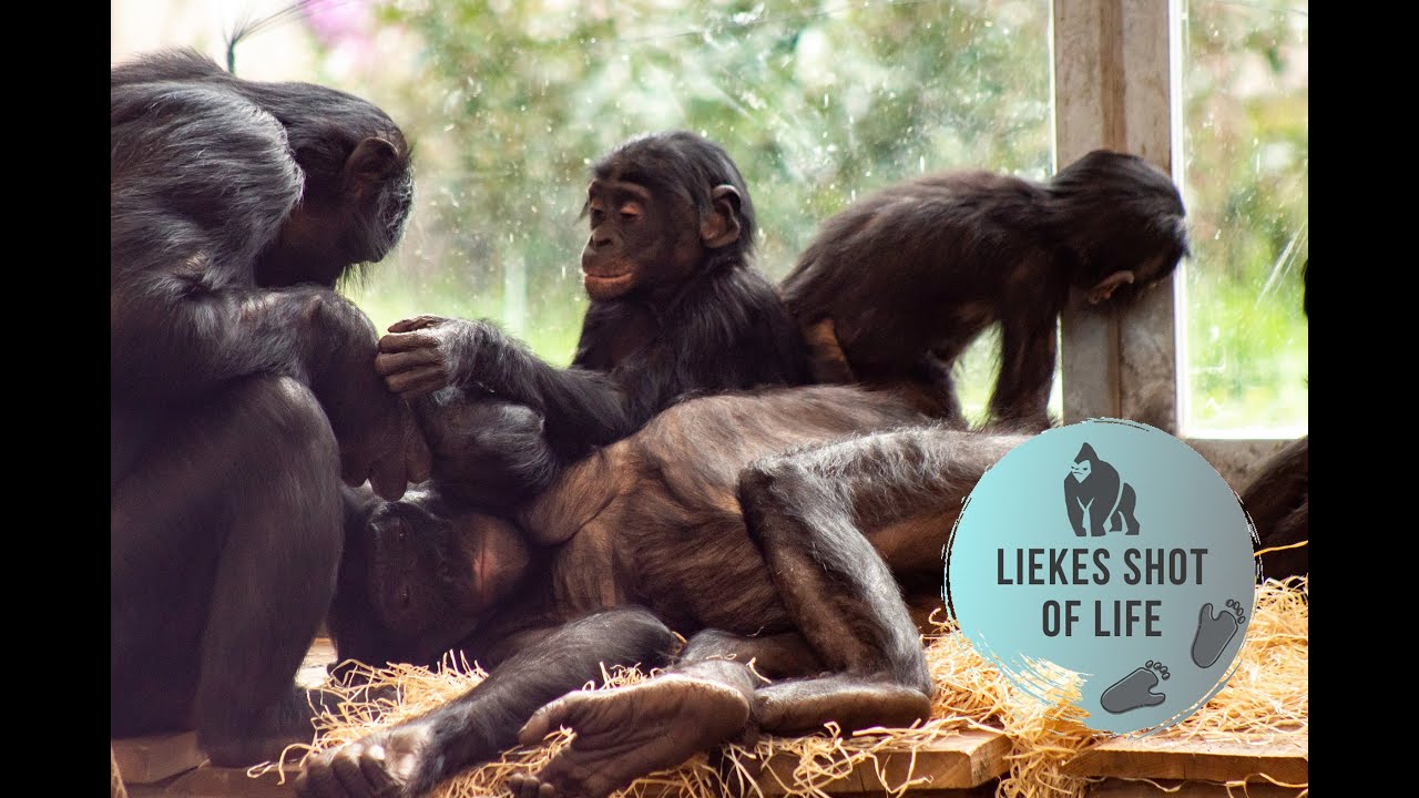 BONOBO FAMILY TAKES CARE OF NEWBORN BABY AND MOMMY