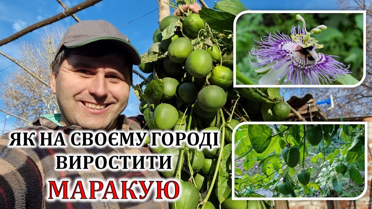 Як на своєму городі виростити маракую
