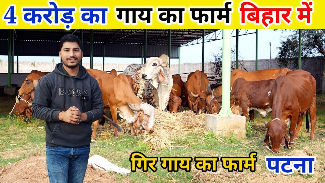 100 गिर गाय का फार्म || 4 करोड़ का गाय फार्म बिहार Gir Cow Farm Bihar