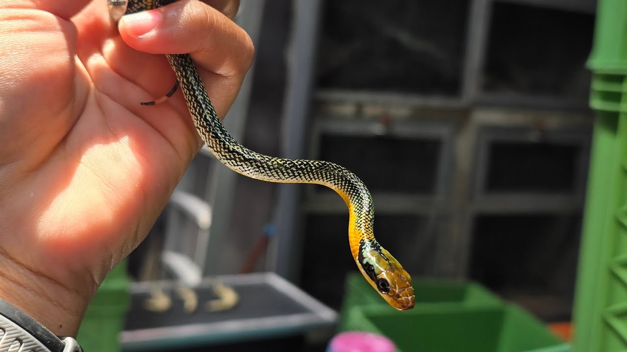 Gonyosoma Breeder