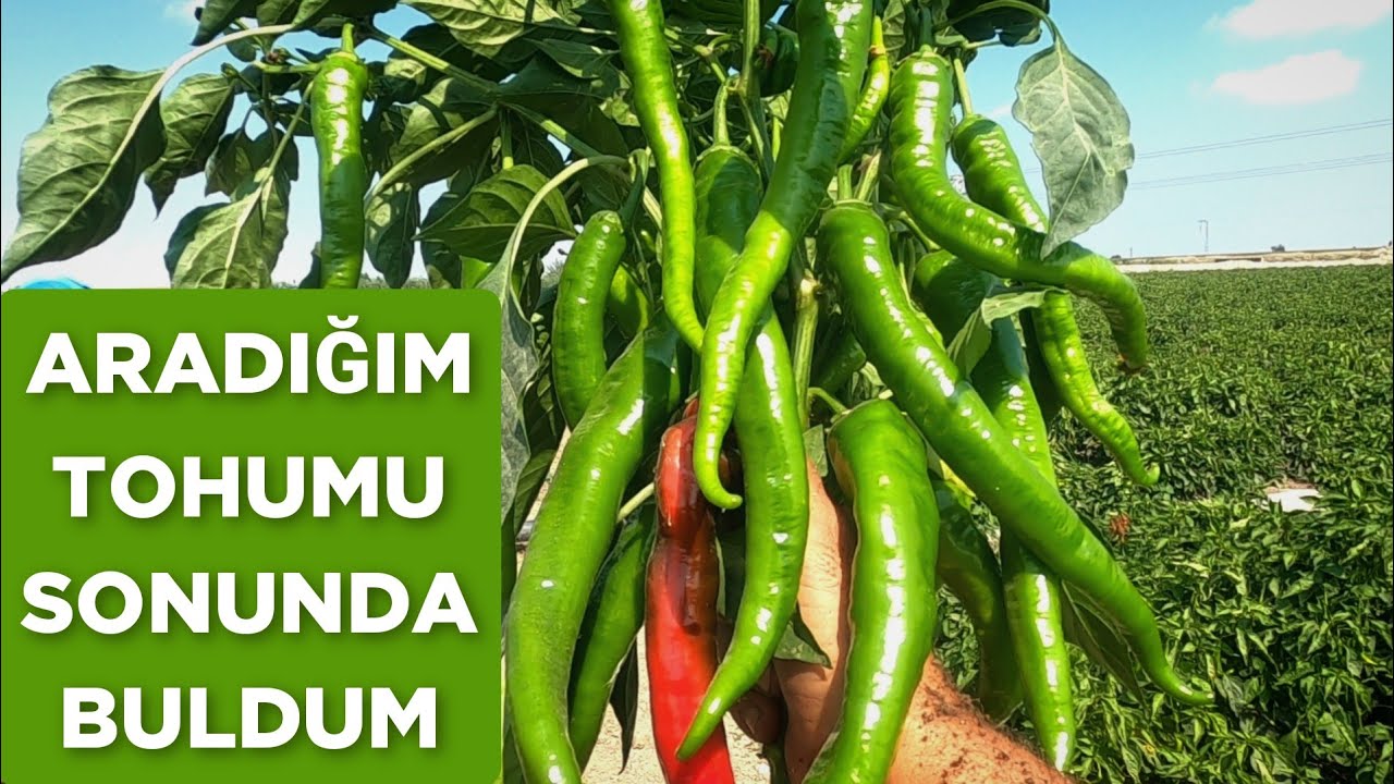 Deneme biber çeşitlerinden biri harika çıktı. yeni çeşitler