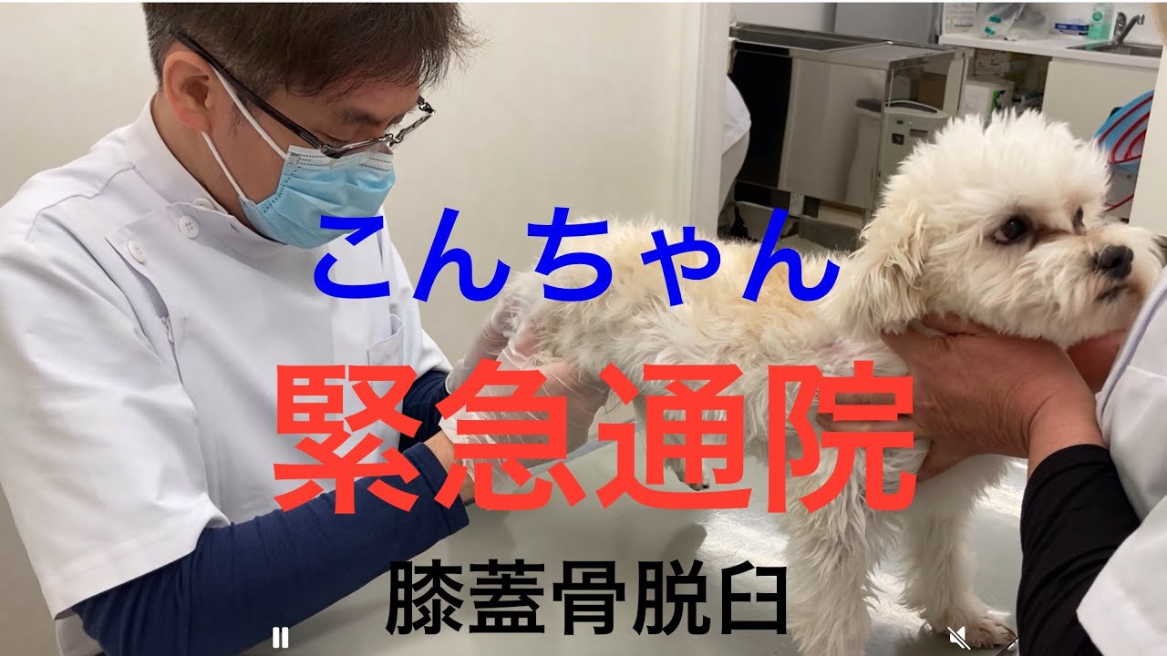 こんちゃん緊急通院2026年1月27日#マルジャック #えんじゅ動物病院 #膝蓋骨脱臼 