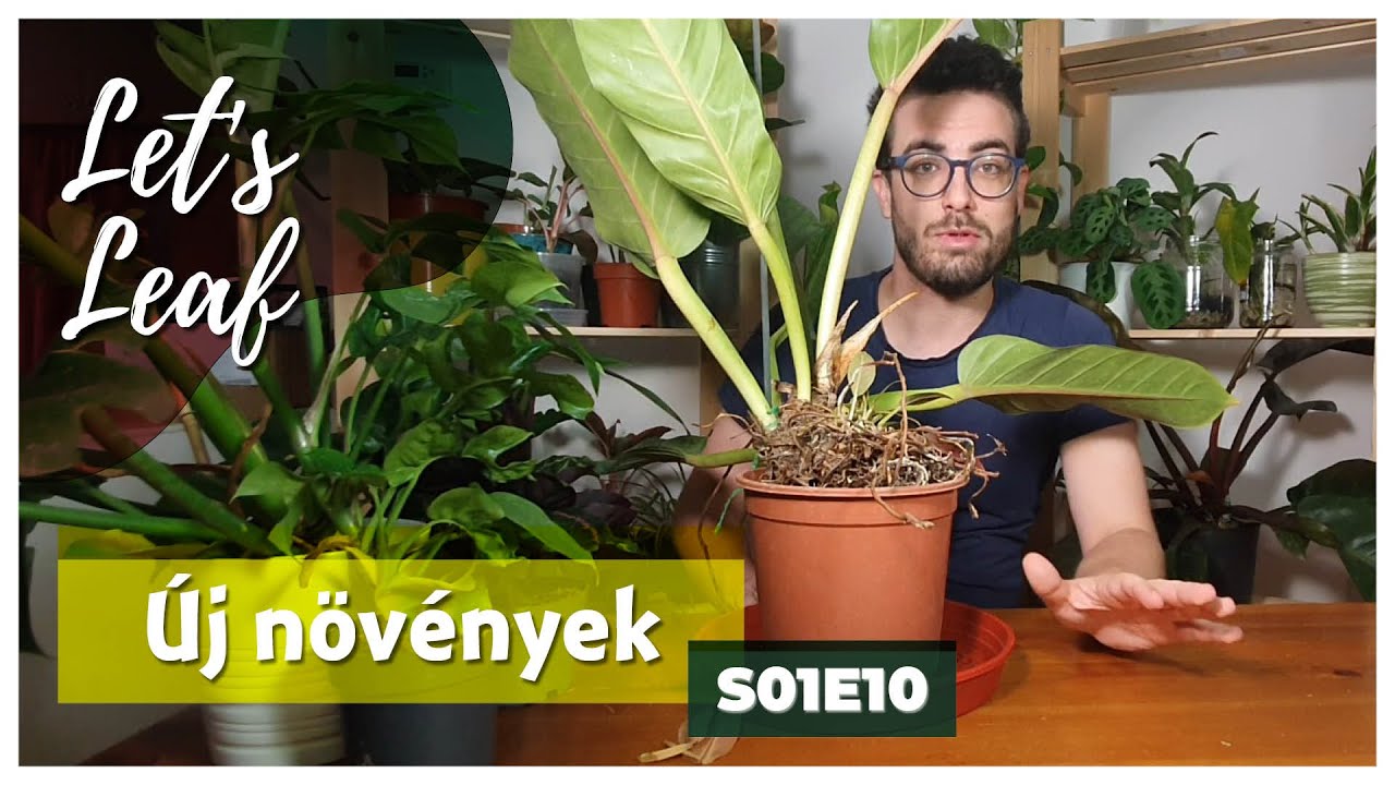 Alocasia, philodendron és még pár növény | #LetsLeaf
