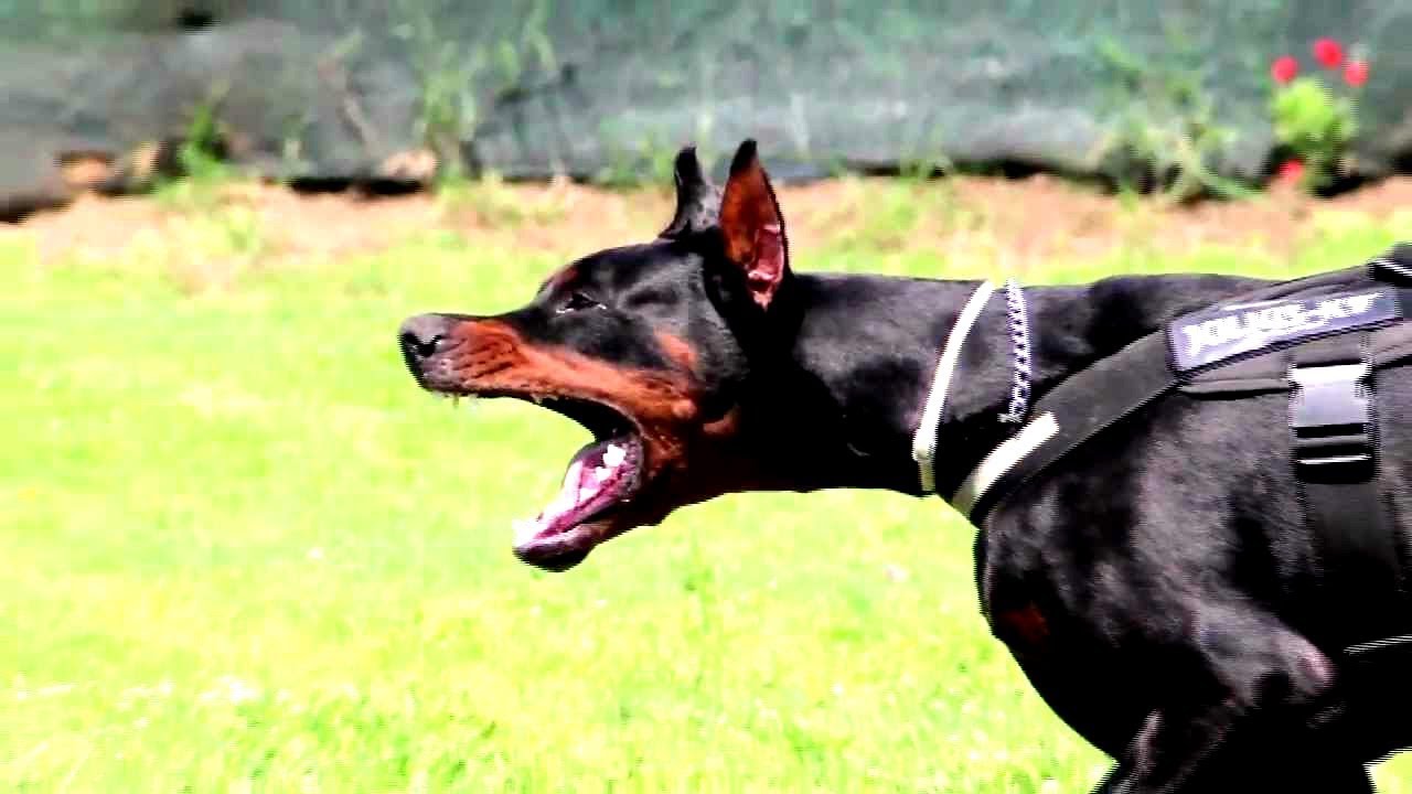 Top 10 Bravest and Most Fearless Dog Breeds in the World