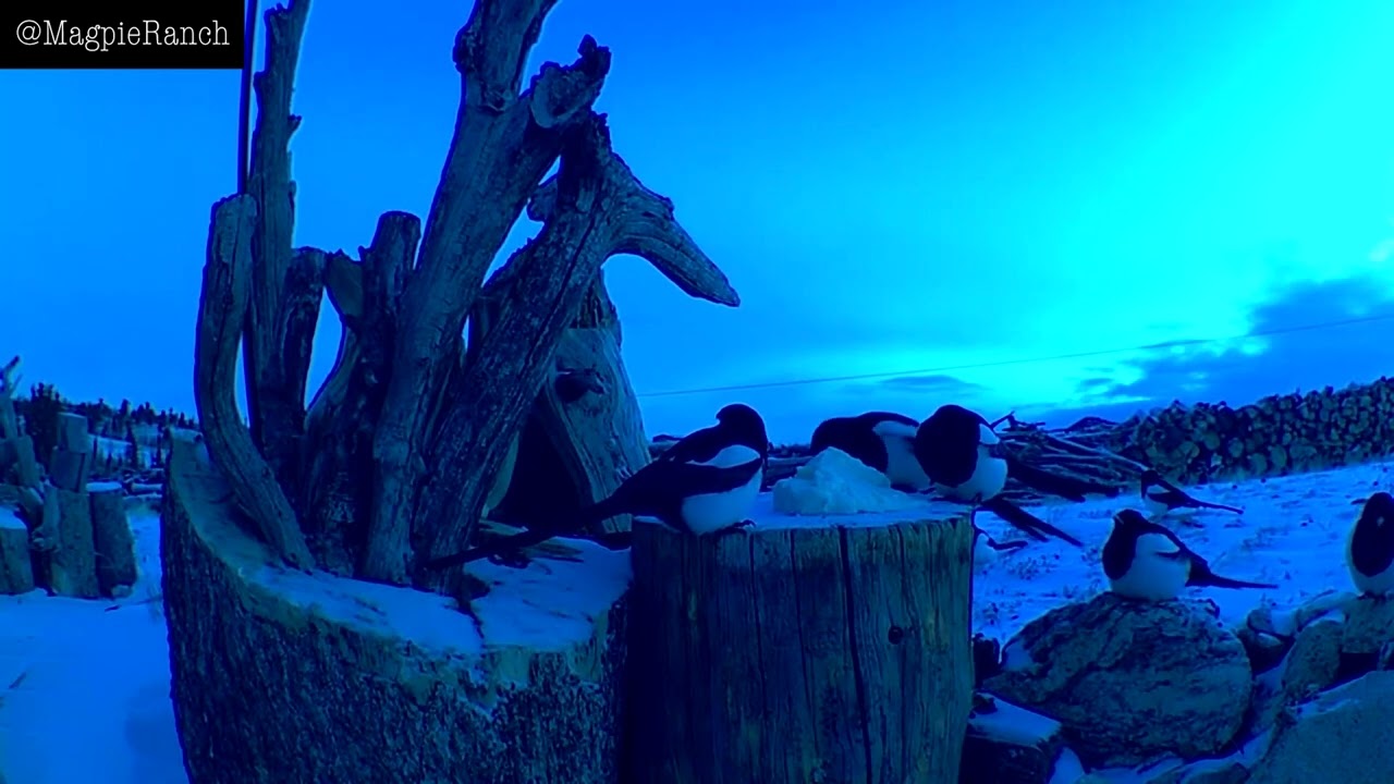Magpie Ranch Birds January 8, 2026 South Park Colorado