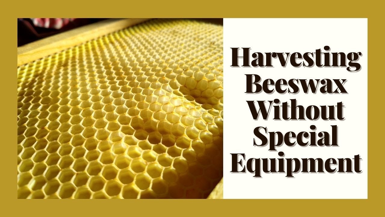 HOW TO HARVEST BEESWAX