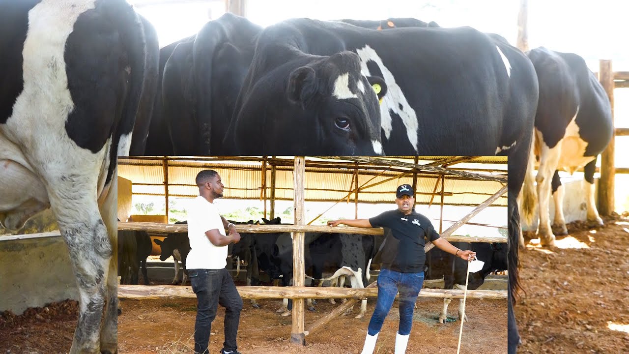 Okulunda Buggaga_Goba Obwavu Nga Olunda Entte Z'amata Kuzala Farm