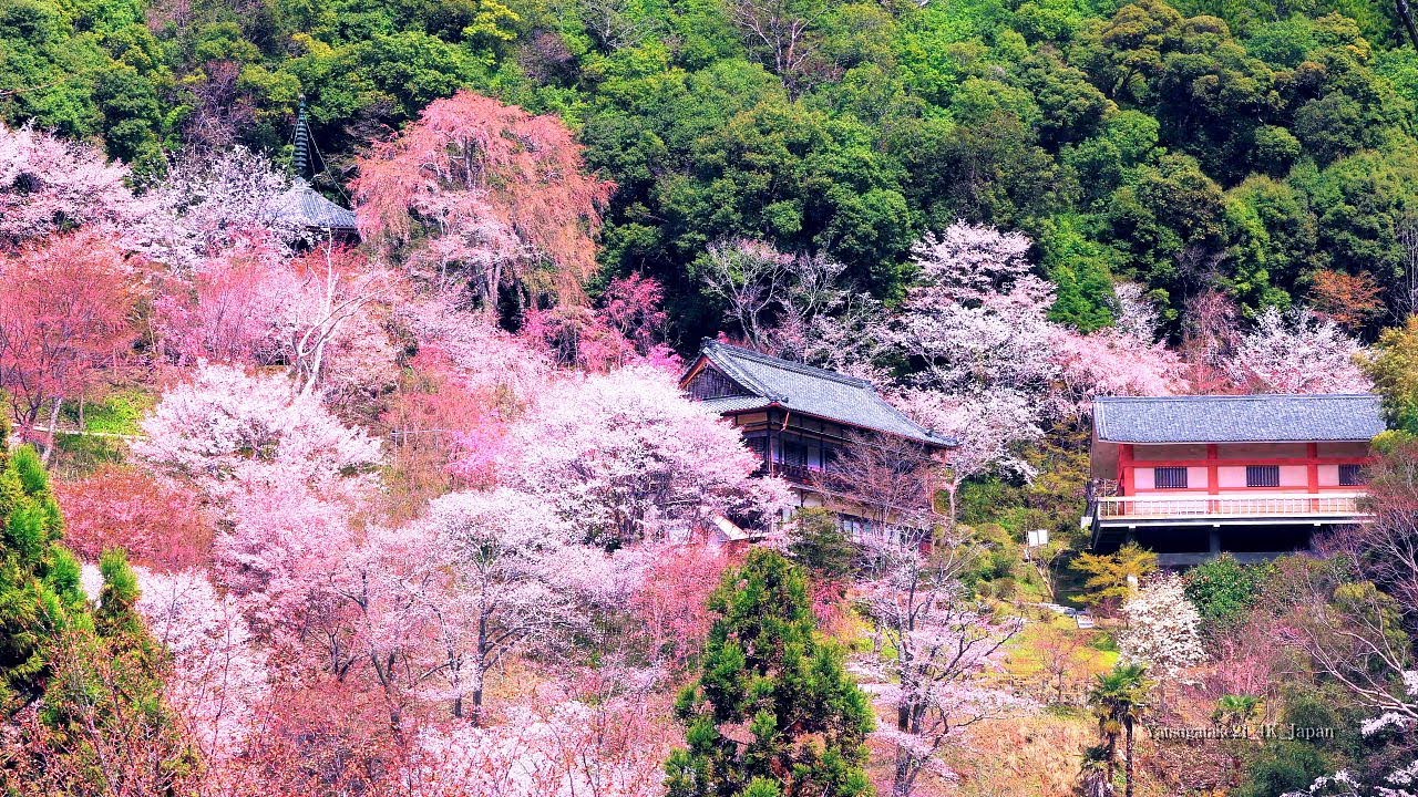 4K映像 桜の名所「吉野山の千本桜Ⅱ 日本三大桜 」cherry blossom japan 世界遺産 中千本・如意輪寺 日本の美しい四季 春 奈良県吉野町 4月上旬 絶景自然風景 8K撮影