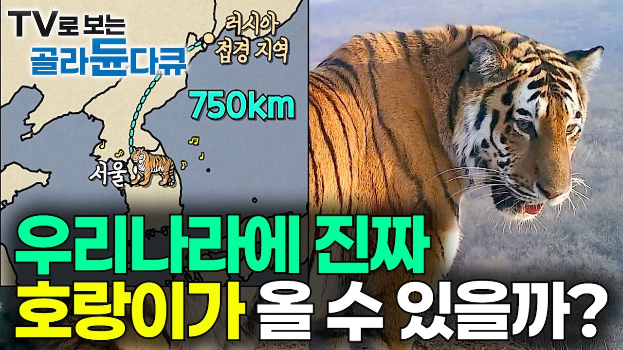 750마리로 개체 수 폭발한 러시아 야생 호랑이가 진짜 우리나라로 넘어올 수 있을까?｜호랑이가 한반도에 살면 생기는 일｜한국의 유일할 야생 호랑이 박사｜취미는 과학｜#골라듄다큐