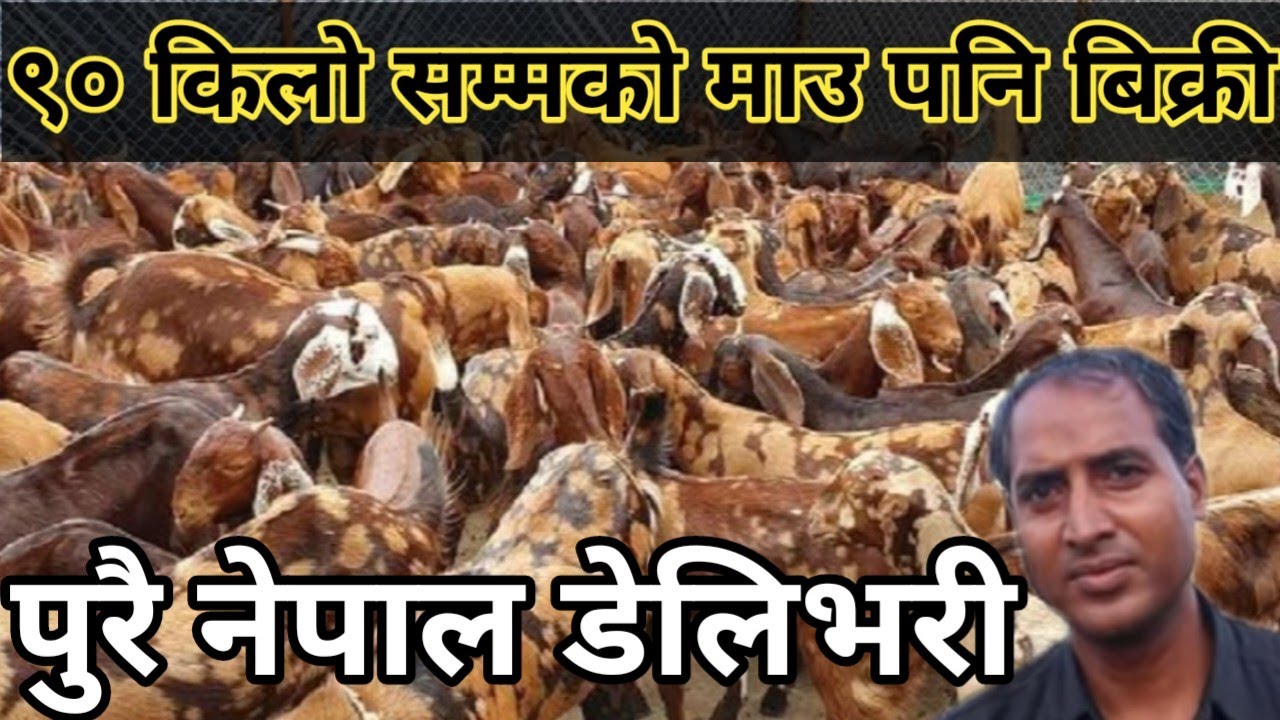 100% सिरोहि माउँ बाख्रा पनि बिक्री अल नेपाल डेलिभरी