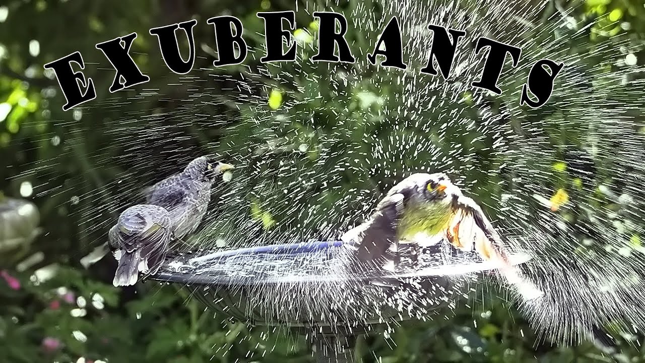 Blue-faced Honeyeaters and Noisy Miners in late arvo splash up.
