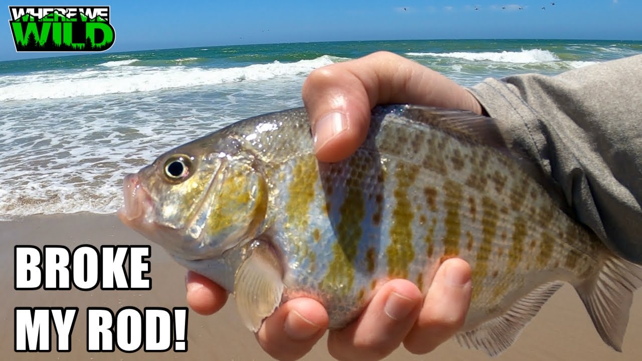 SoCal Surf Fishing Oxnard — Big Chunky Perch BROKE My Okuma Rockaway SP