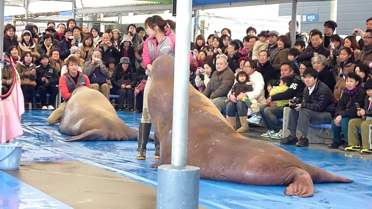 鳥羽水族館　セイウチショー