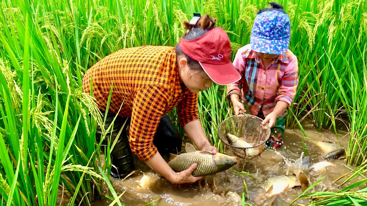 Peaceful Farm: Catching Carp in the Rice Field with My Daughter to Make Salted Fish