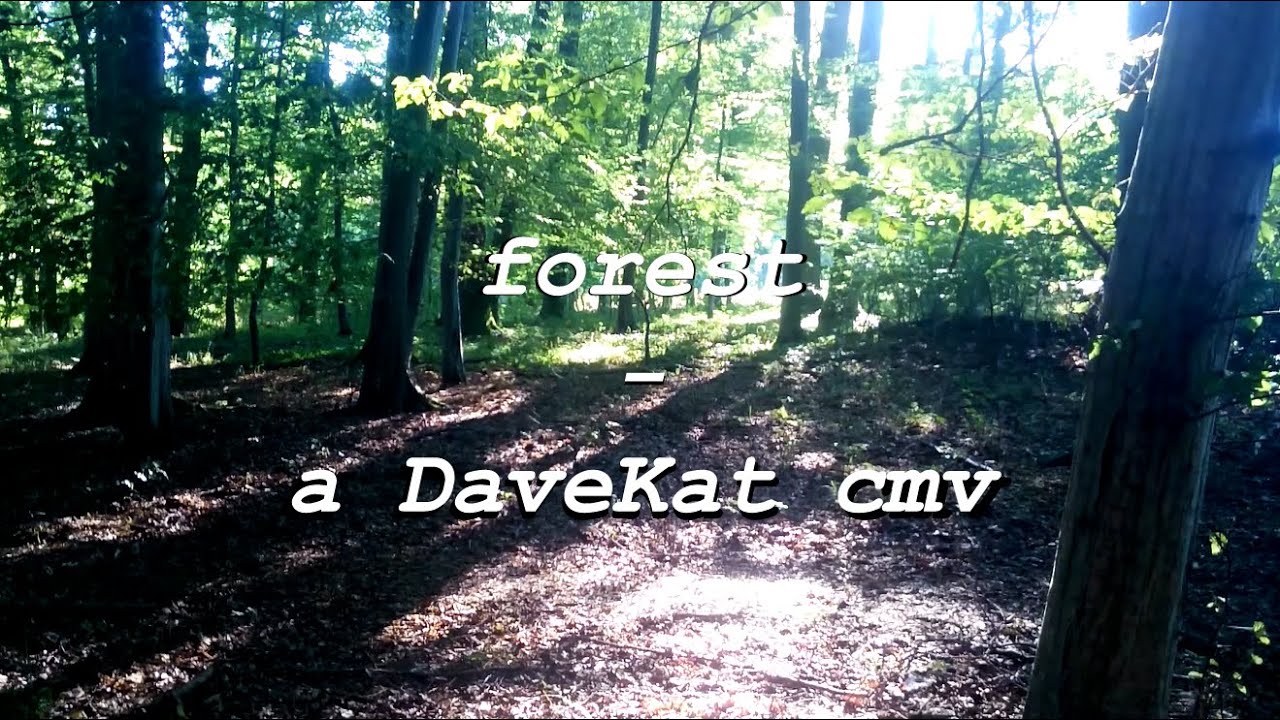forest - a DaveKat cmv