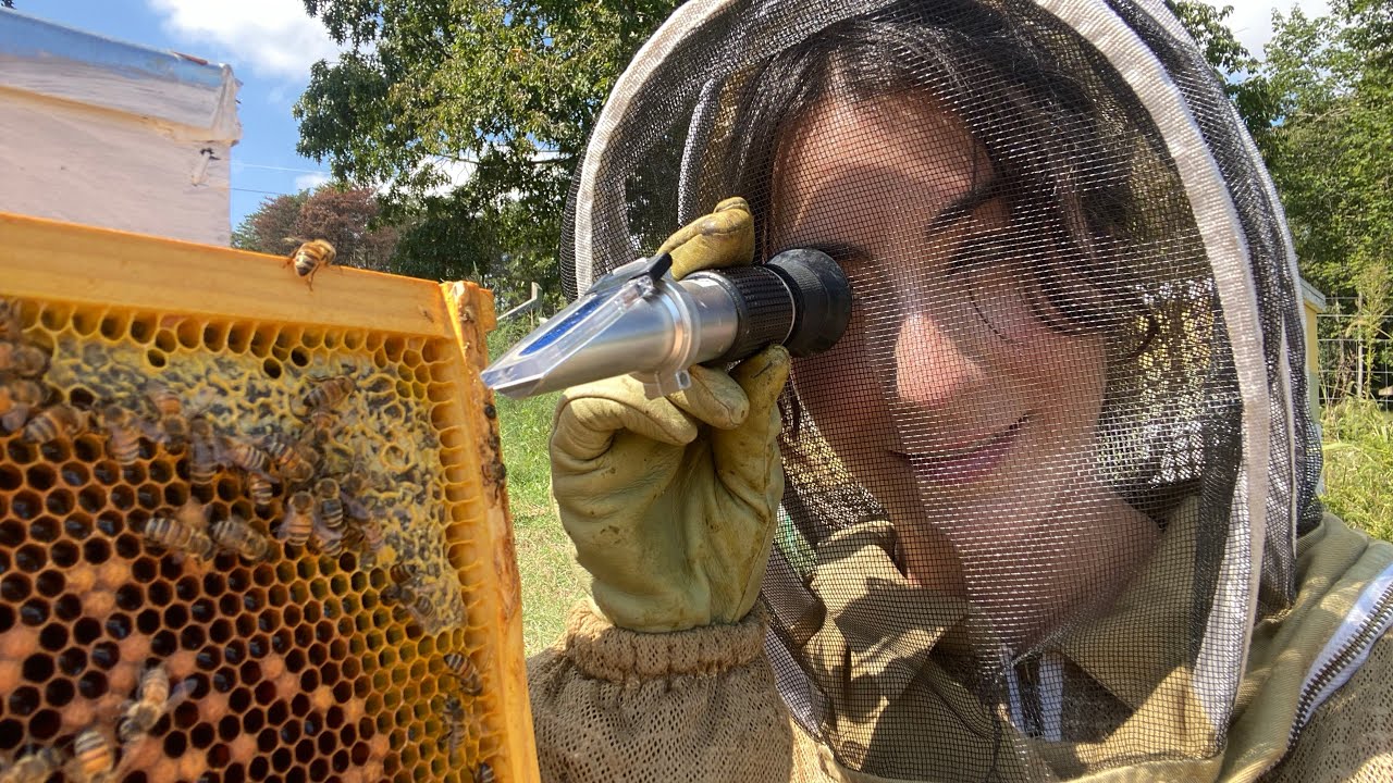Capped VS Uncapped [ Honey Moisture Check ]