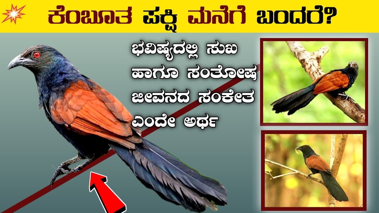 ಕೆಂಬೂತ ಪಕ್ಷಿ ಮನೆಗೆ ಬಂದರೆ ಹೀಗೆ ಅರ್ಥ ಮಾಡಿಕೊಳ್ಳಿ⚡kanasinalli ratna pakshi kandare?⚡greatercoucal