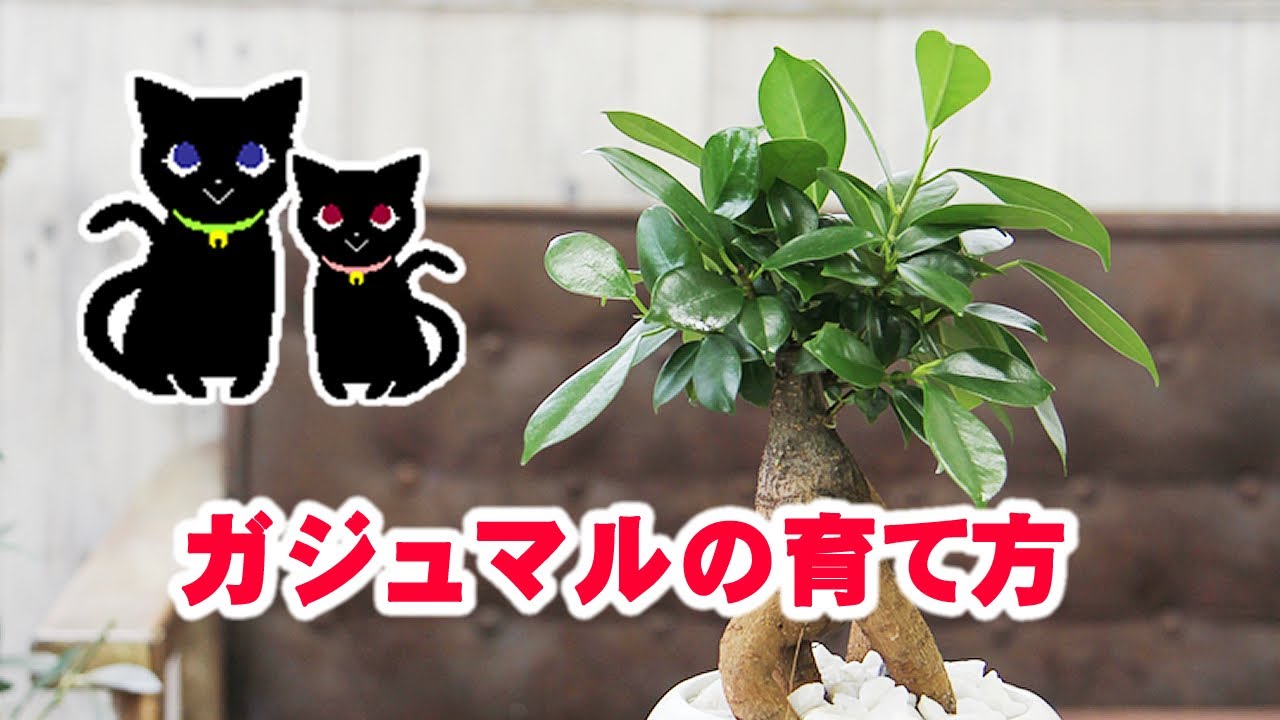 ガジュマルの置き場所と水遣り等育て方