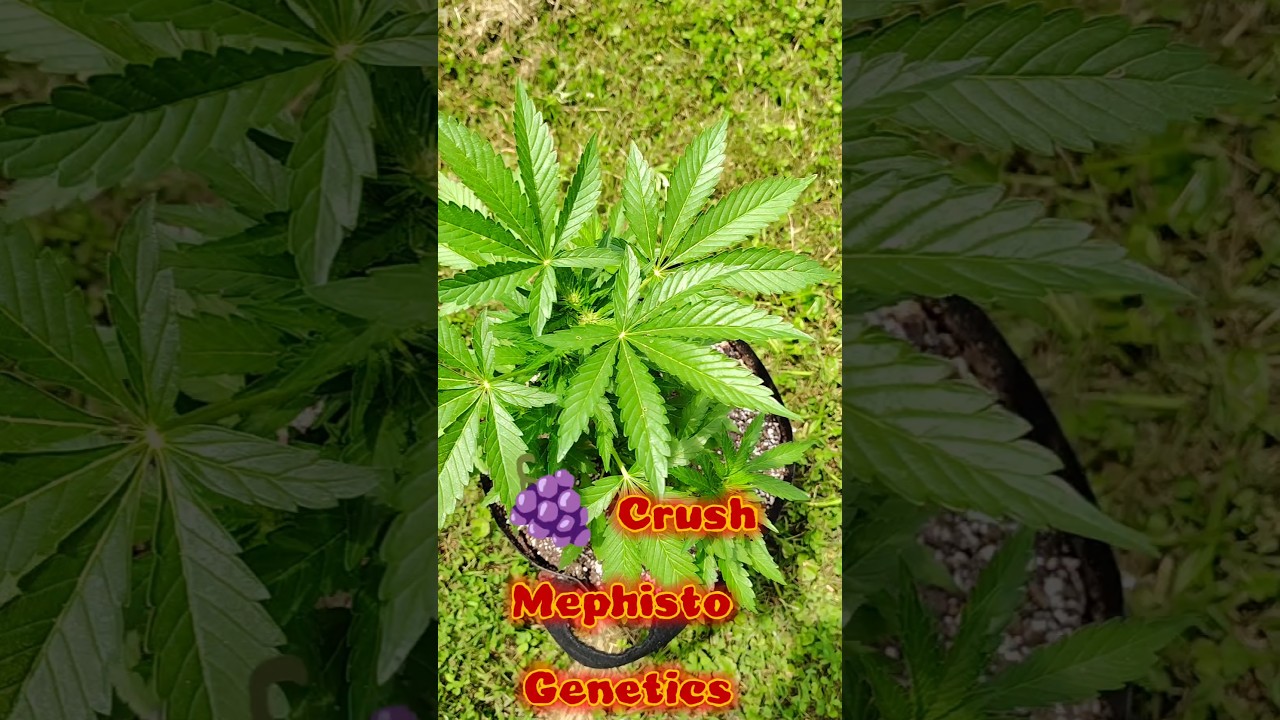 Grape Crush  Auto flower from Mephisto Genetics