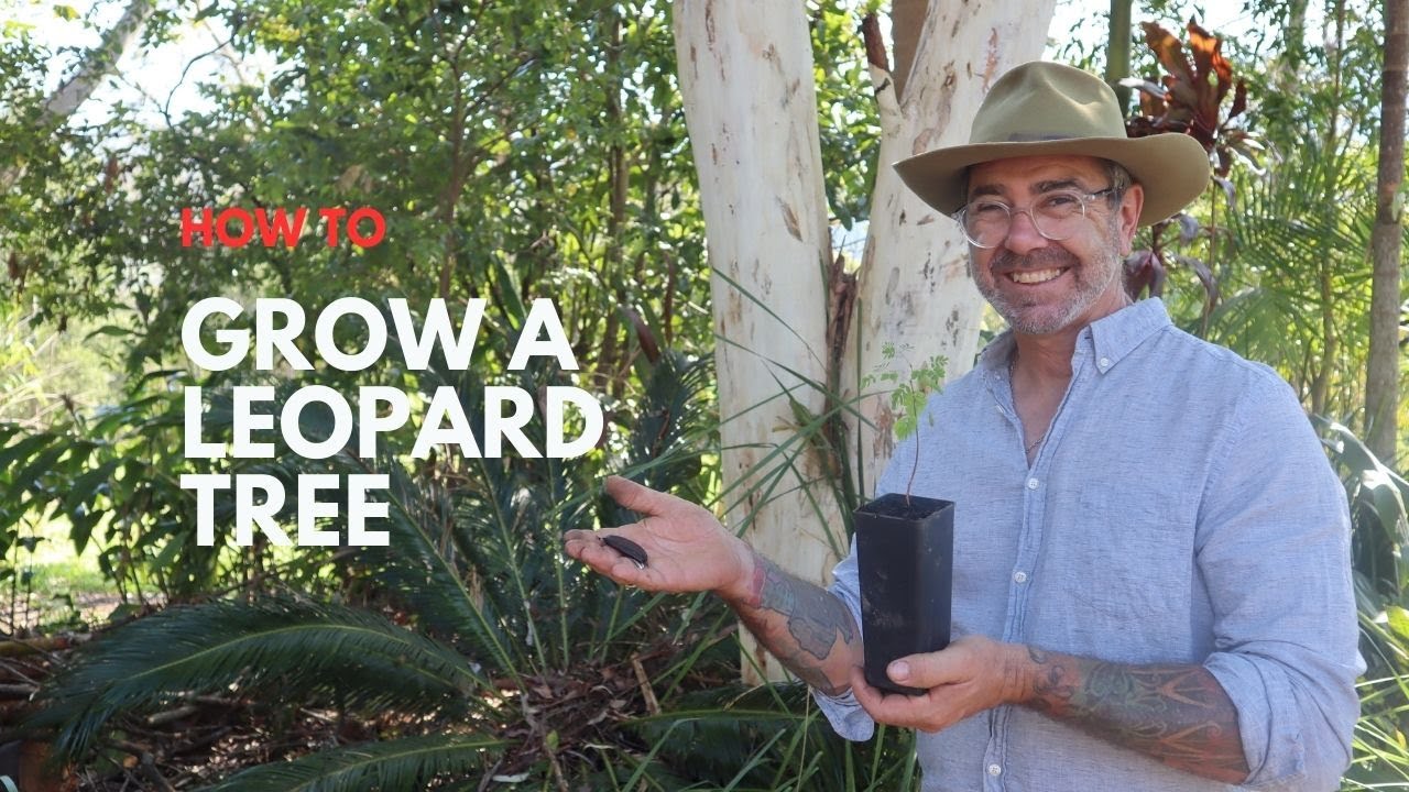 Growing a Leopard Tree (Caesalpinia Ferrea) from seed.
