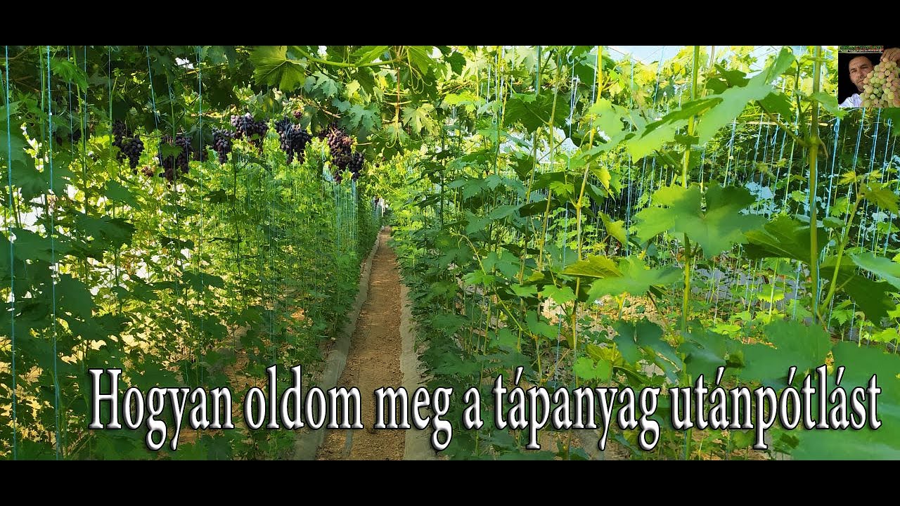 Hogyan oldom meg a tápanyag utánpótlást