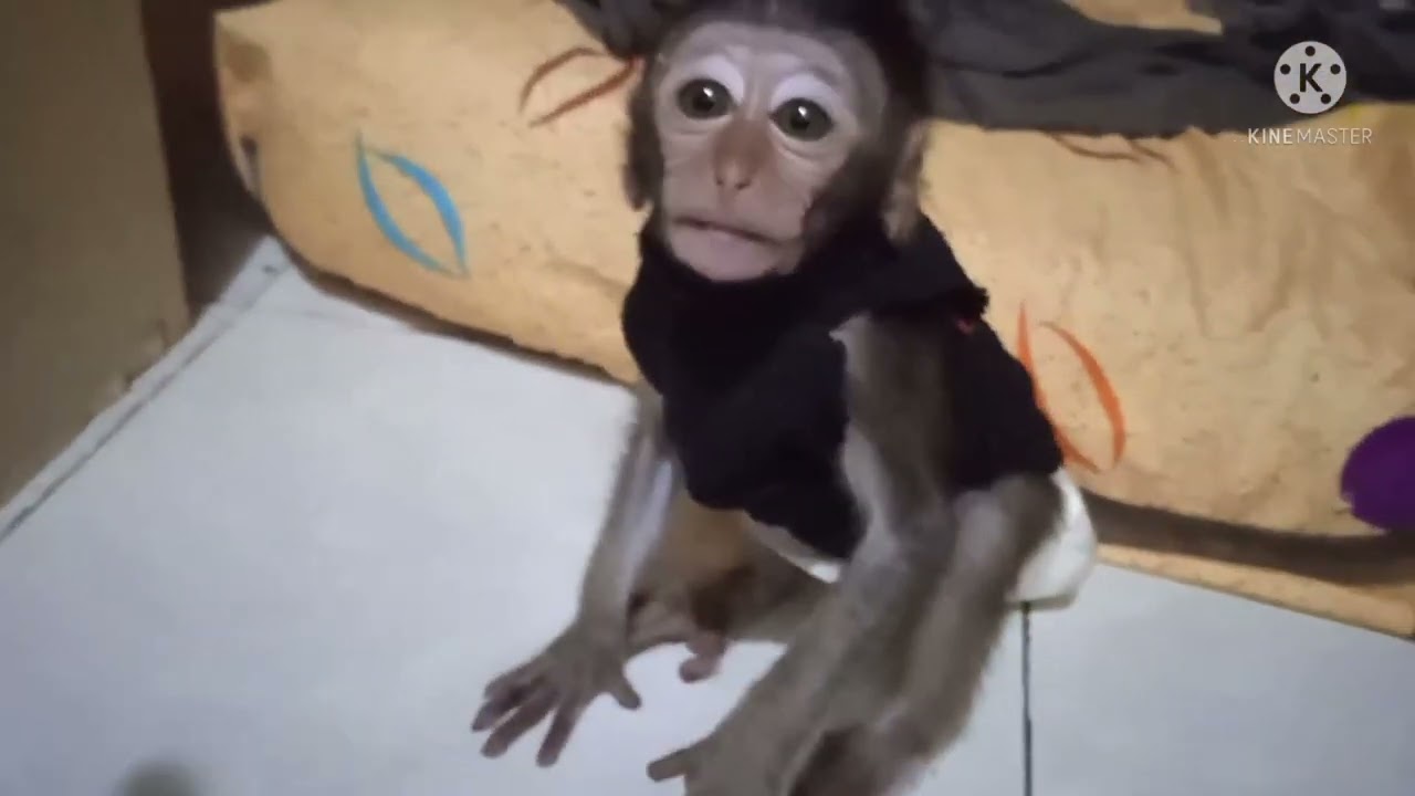 monpai(Chiko) ga mau tidur part 1