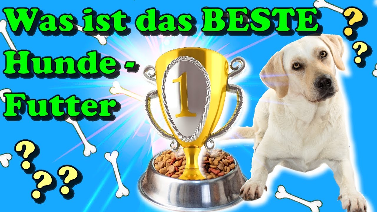 Was ist das beste Hundefutter ? DAS perfekte Futter für meinen Hund - gibt es das überhaupt ? 🤔