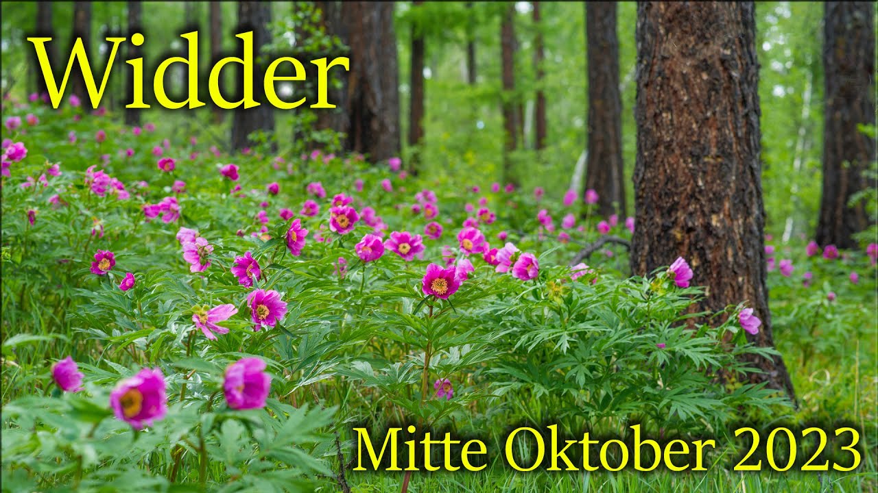 ♈ Widder - Mitte Oktober 2023 ♈  -  Wer darf bleiben, wer darf gehen?  -