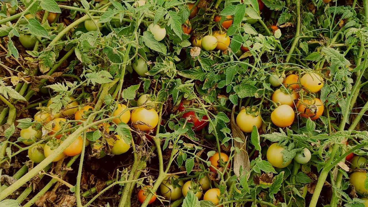 tomato all detail from #pandit Ji sw1508 tomato 🍅 pandit Ji farming information dwara #farming