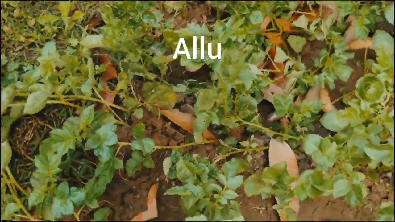 ठंडी दिन में मेरे बगान का नजारा ,village nhi hai bas town me kuch village ki yade lye jite hai 