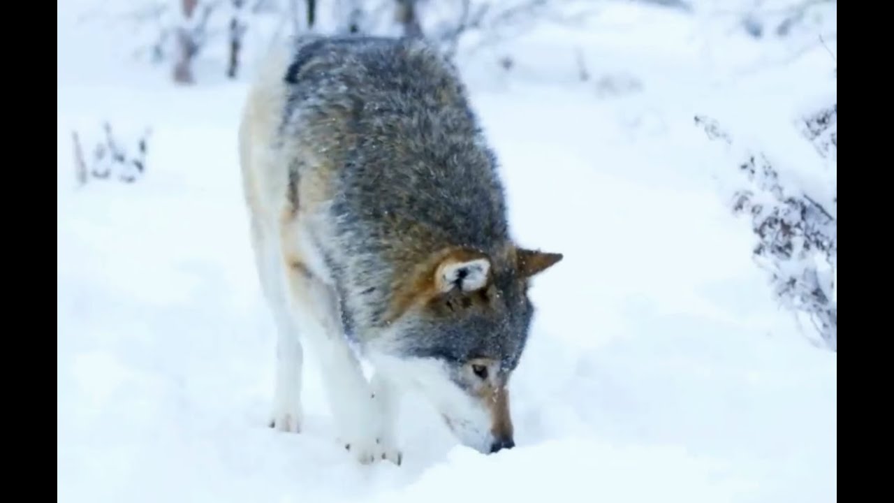Зимний вечер. Манфред Шмитц.  Winterabend. M.Schmitz.