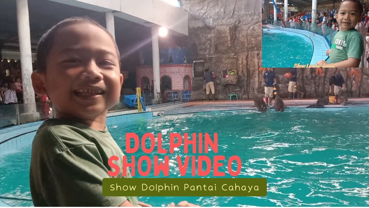 Dolphin Show Video - lumba lumba atraksi bermain - Smart Dolphin