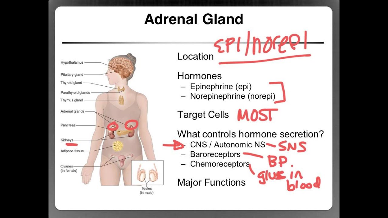 Ch. 4 Hormonal Control During Exercise