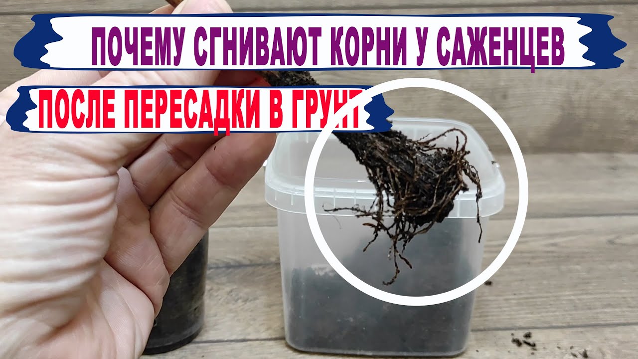 🍇 Вот от ЭТОГО погибают саженцы винограда после пересадки в грунт. Сгнили КОРНИ, засохли ПОБЕГИ.