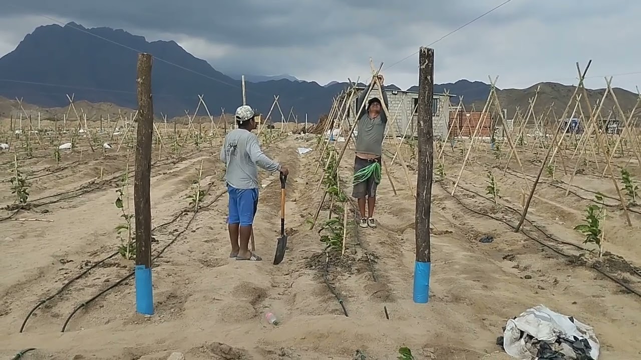 TECHNO CONSULT SRL: TECNOLOGIA DE BIORRESTAURACION Y BIORREMEDIACION EN CULTIVO DE MARACUYA EN  PERU