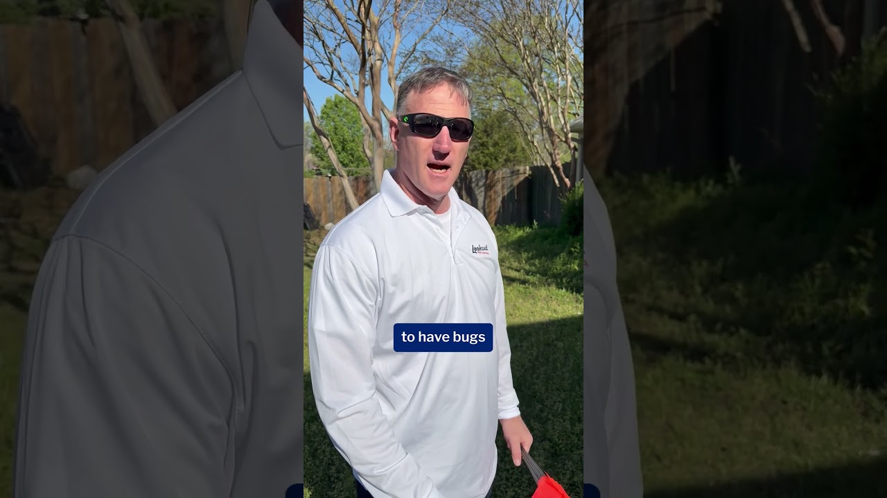 What to Do If You See a Termite Swarm | Memphis Termite Season Tips from Lookout Pest Contro