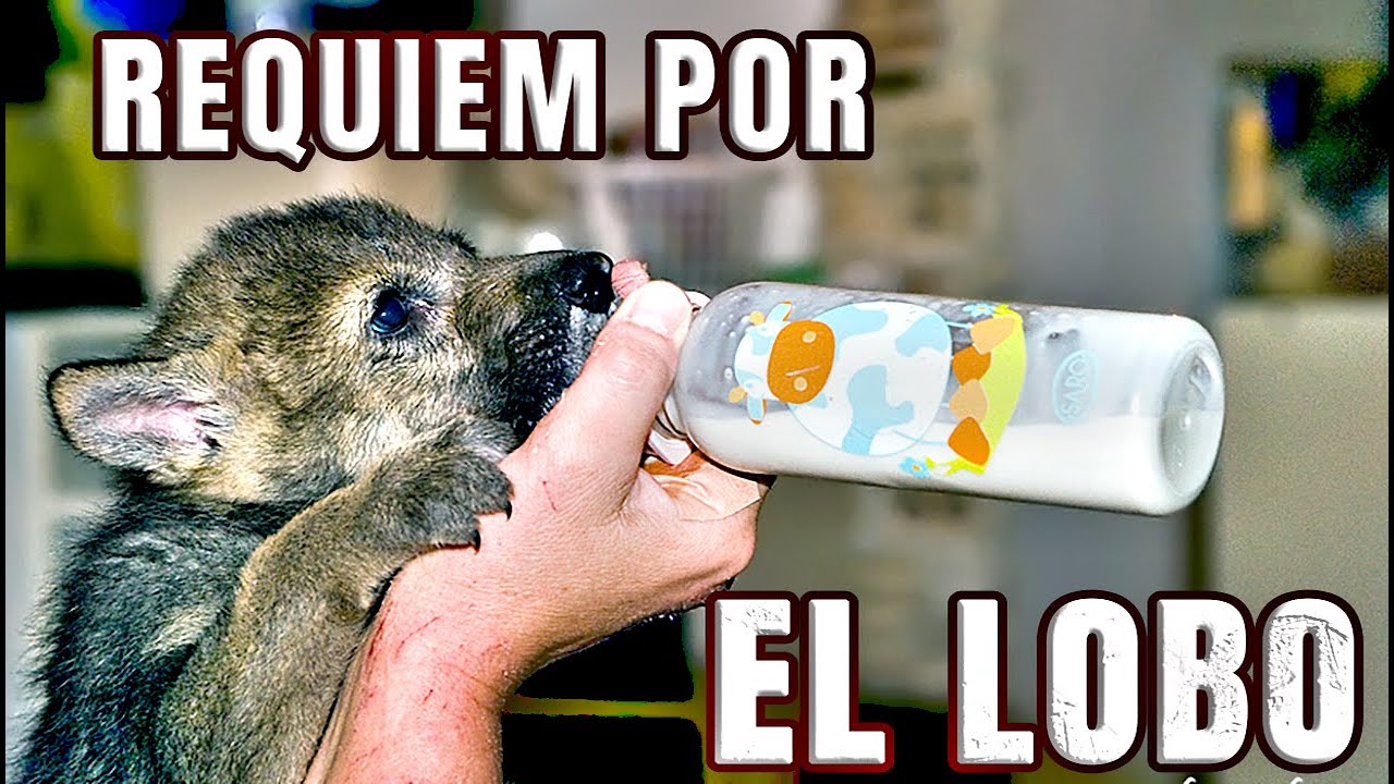 Requiem por el lobo iberico. Escucha su lamento.