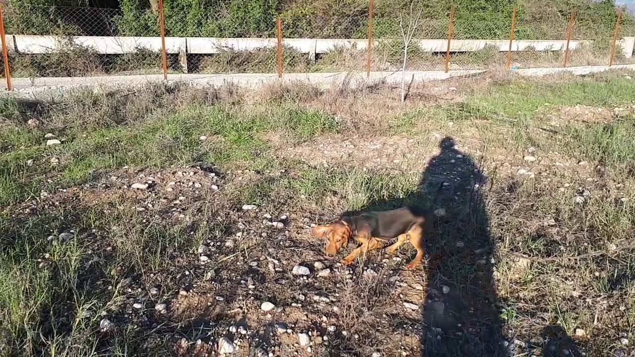 OSCAR SERBIAN HOUND