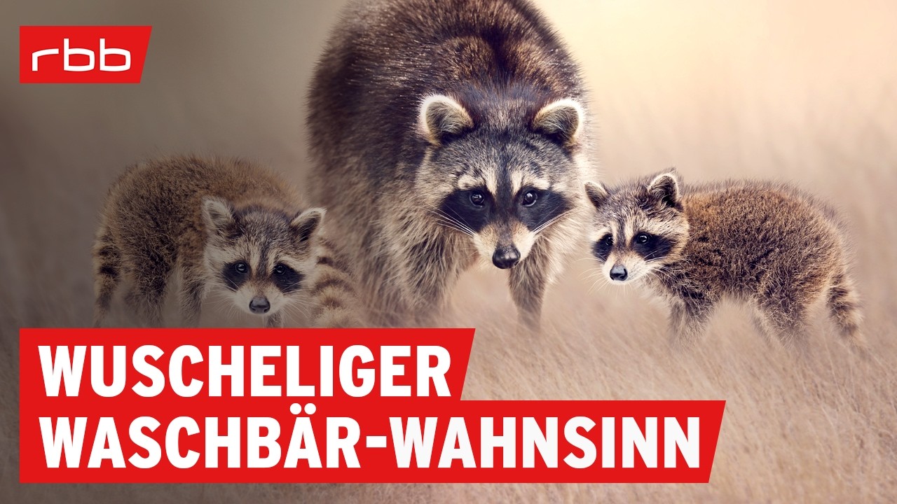 Wenn Niedlichkeit zur Plage wird: Waschbär-Alarm in der Nacht | SUPER.MARKT