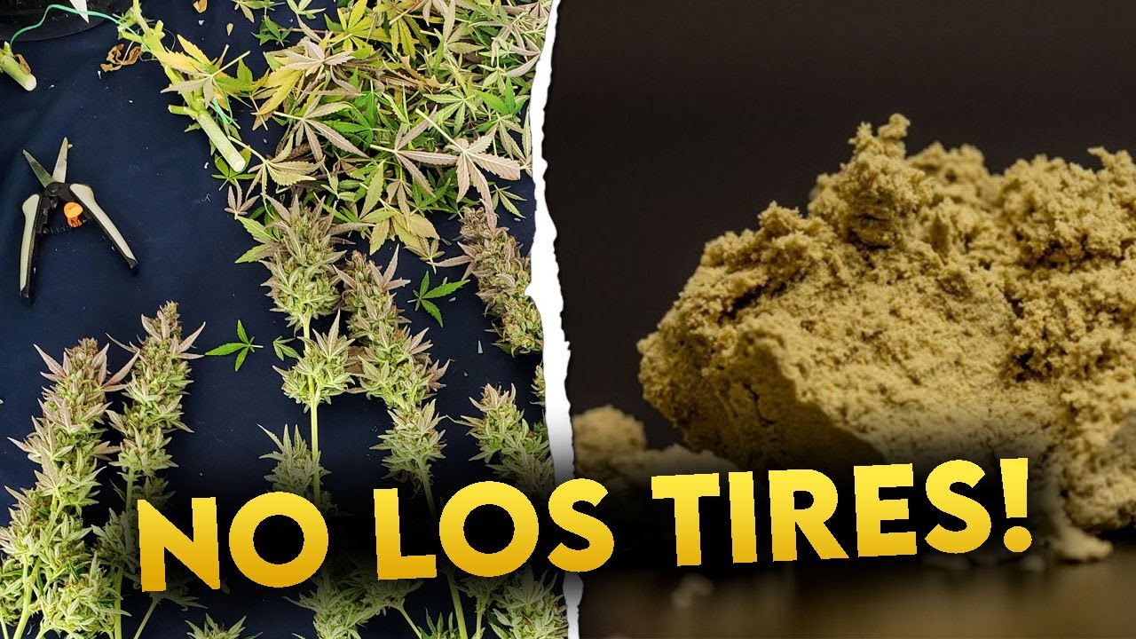 C&oacute;mo hacer hach&iacute;s casero con los restos de la cosecha