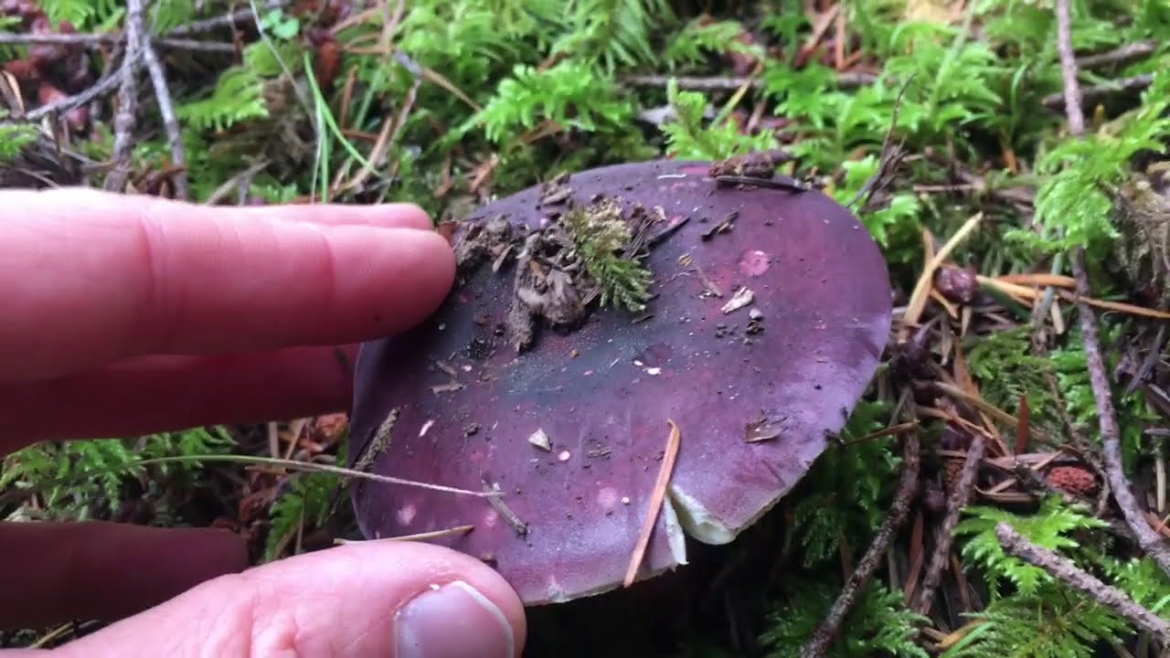 Mushroom Hunting - Shrimp Russula - Edible mushrooms of BC