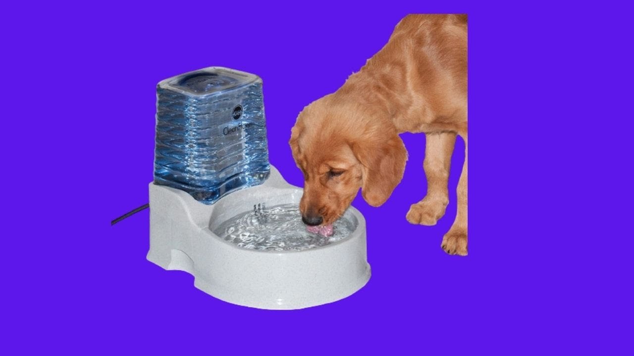 Before You Buy K&H Pet Products CleanFlow Filtered Pet Water Bowl