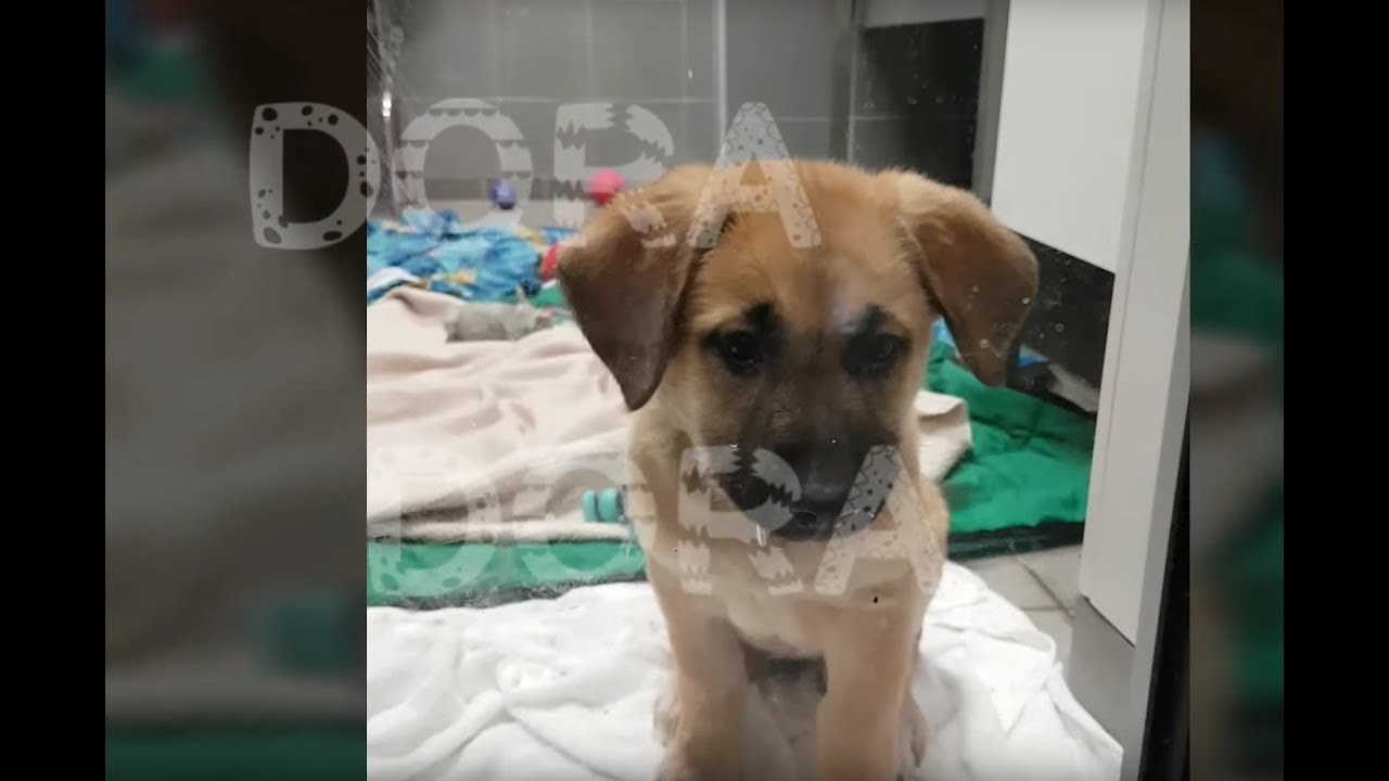 Dora, la petite mascotte de la SPA de STRASBOURG (adoptée)