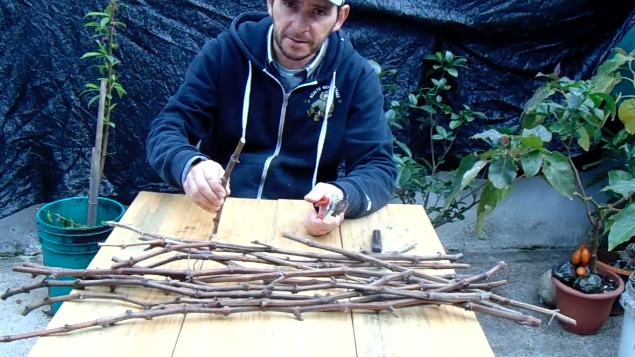 Multiplicación de vid por estaca