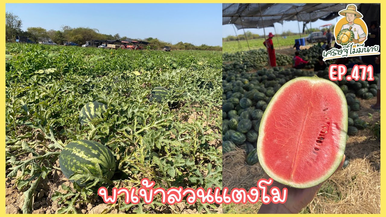 พาเข้าสวนแตงโม/เศรษฐี ไม่มีนาย EP.471