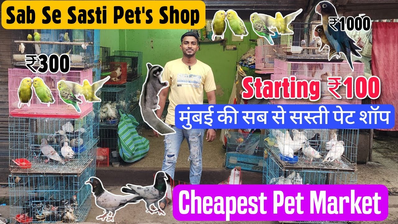 Start ₹100/-😱 | मुंबई की सब से सस्ती पेट शॉप | Cheapest Pet Market In Mumbai | Bird | Animals